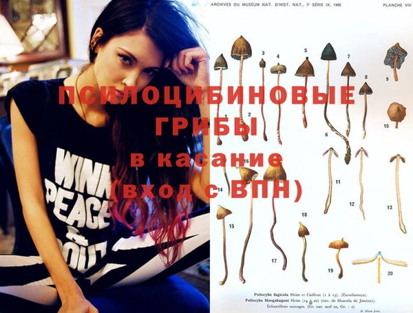 индика Каменногорск